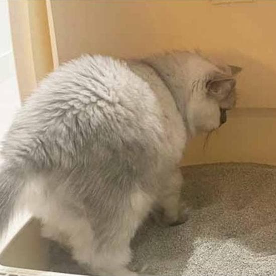 [반려] 샌드 모래 탈취 4.5kg 1P 화장실 고양이 벤토나이트