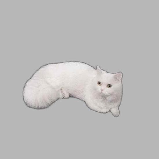 고양이 화장실 매트 벌집 모래 그레이 발판 패드