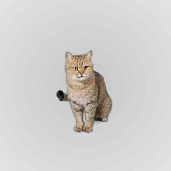 고양이 모래 매트 화장실 발판 벌집모양